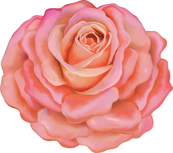 Όμορφο ανοικτό ροζ λουλούδι τριαντάφυλλο — Φωτογραφία Αρχείου