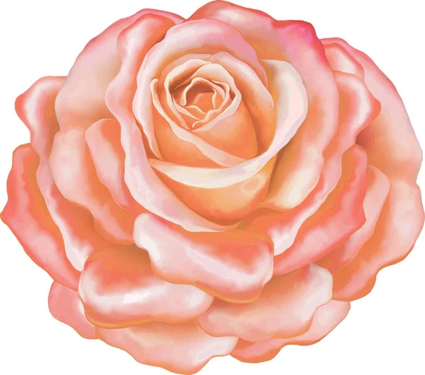 Vakre, lyserosa roseblomst – stockfoto