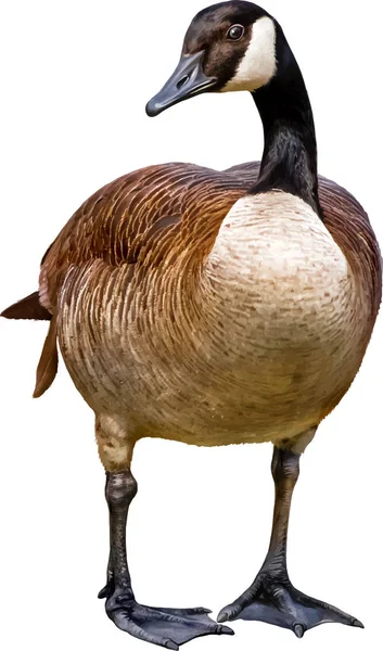 Big beautiful goose — Stock Photo, Image