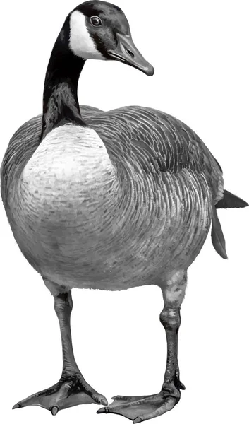 Zwart-wit Canada Goose — Stockfoto
