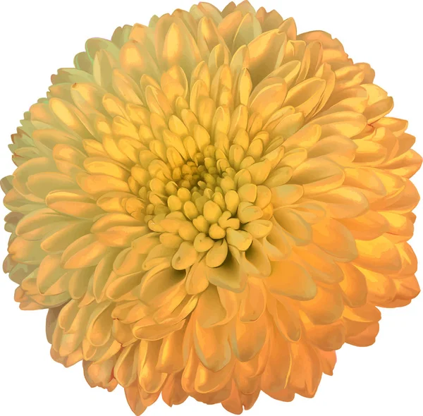 菊写真素材 ロイヤリティフリー菊画像 Depositphotos