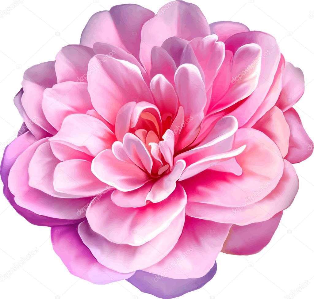 pink Camellia Flower   