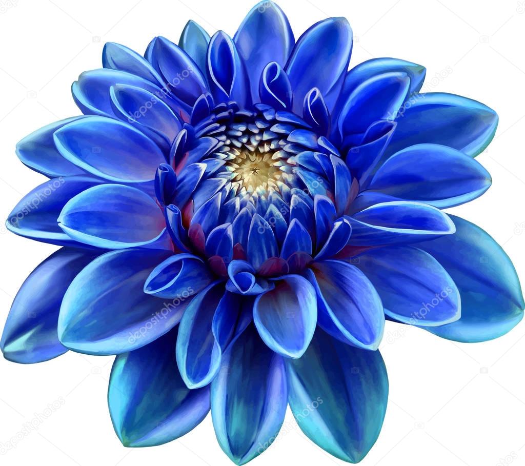 Beautiful blue round Dahlia flower 
