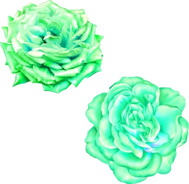 Gül çiçeği tomurcuk 