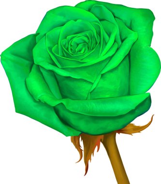 Gül çiçeği tomurcuk 