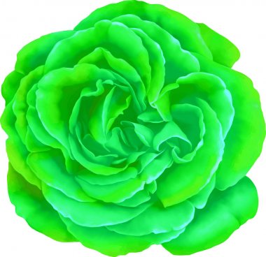 Gül çiçeği tomurcuk 