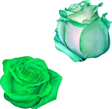 Güzel renkli yeşil gül çiçek 