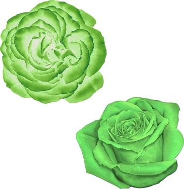 Gül çiçeği tomurcuk 