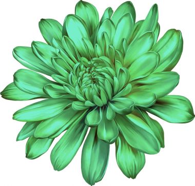 güzel Kasımpatı çiçeği