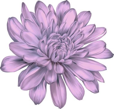 güzel Kasımpatı çiçeği