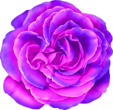 mavi ve Mor gül çiçek