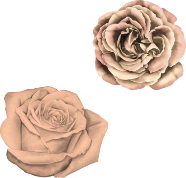 Güzel parlak bej gül çiçek  