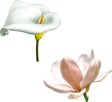 Manolya çiçek ve calla lily çiçek