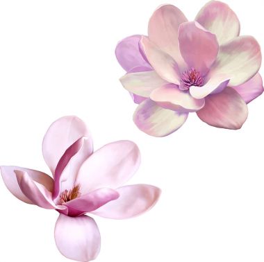 Güzel Manolya çiçek bahar  