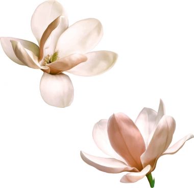 güzel çiçek çizimi