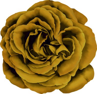 Gül çiçeği tomurcuk 