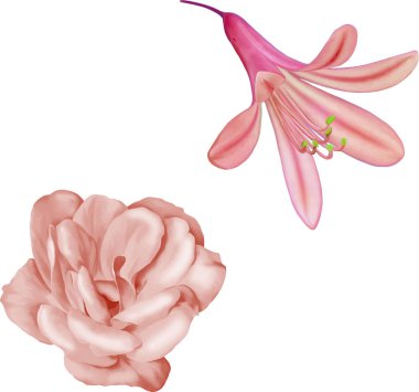 kamelya ve lily çiçek