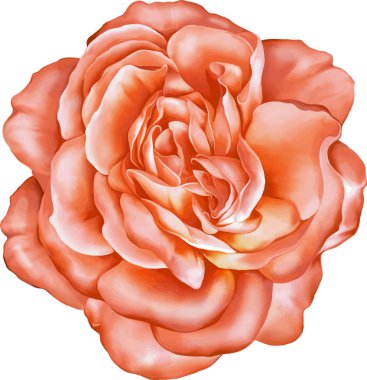 Gül çiçeği tomurcuk 