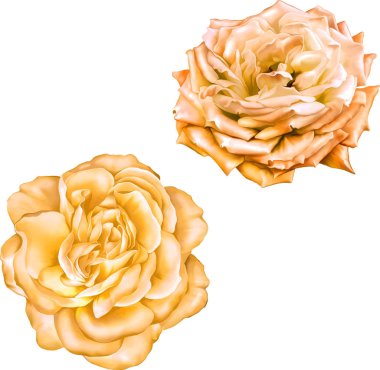 Gül çiçeği tomurcuk 