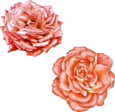 Gül çiçeği tomurcuk 