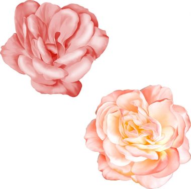 Pembe Gül ve kırmızı kamelya çiçekler