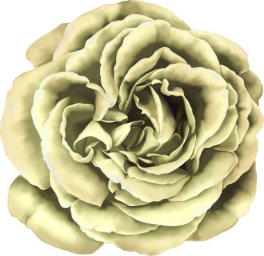 Gül çiçeği tomurcuk 