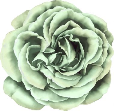 Güzel ışık yeşil gül çiçek 