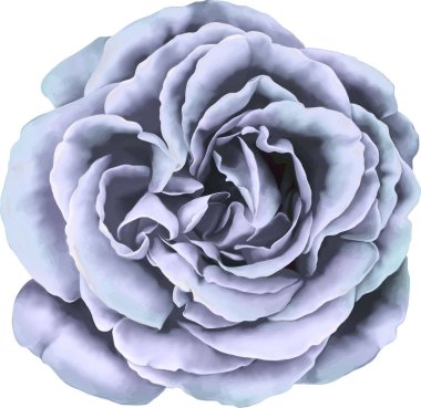 Gül çiçeği tomurcuk 