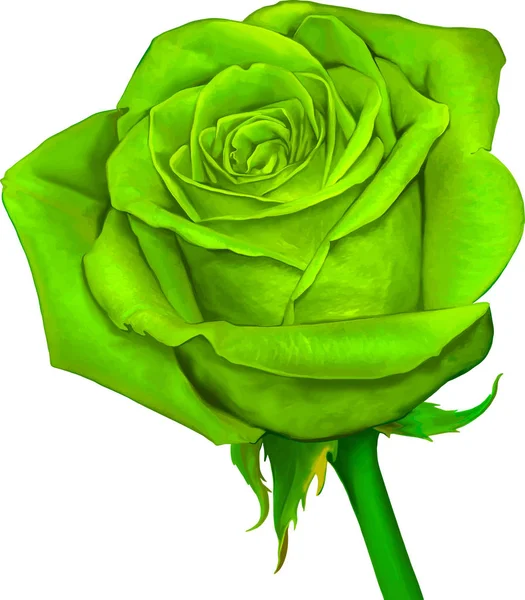 Belle fleur rose vert clair — Photo