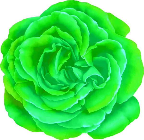 Gül çiçeği tomurcuk 