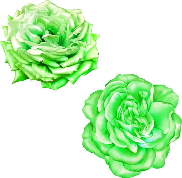 Gül çiçeği tomurcuk 