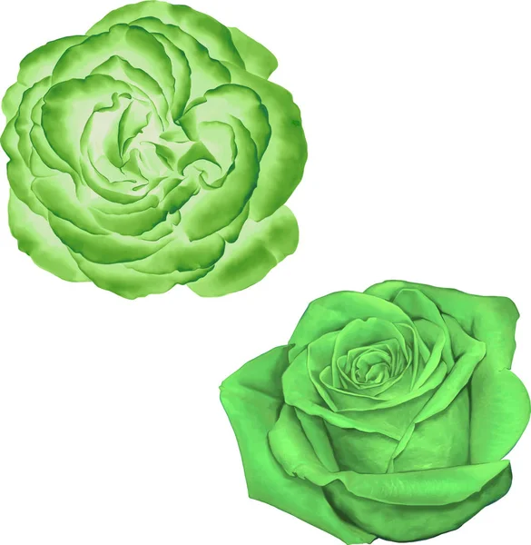 Gül çiçeği tomurcuk 