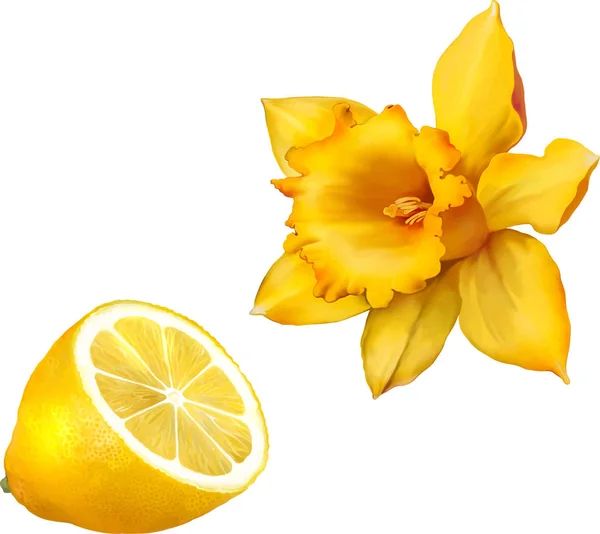 Narzissenblüte und Zitrone — Stockfoto