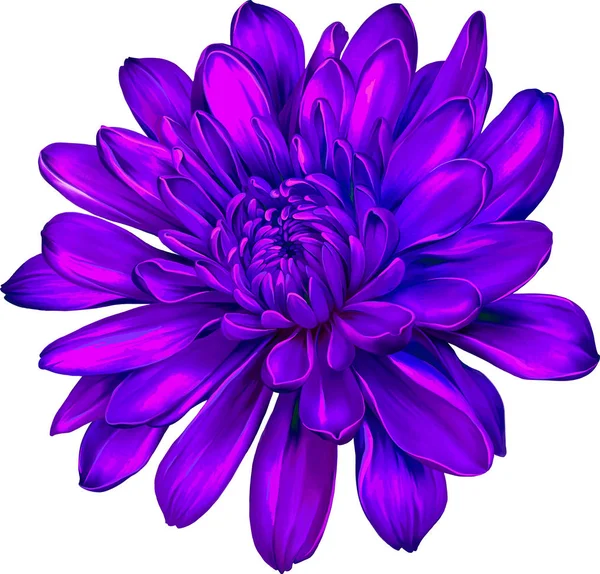 Mooie chrysant bloem — Stockfoto