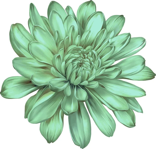 güzel Kasımpatı çiçeği