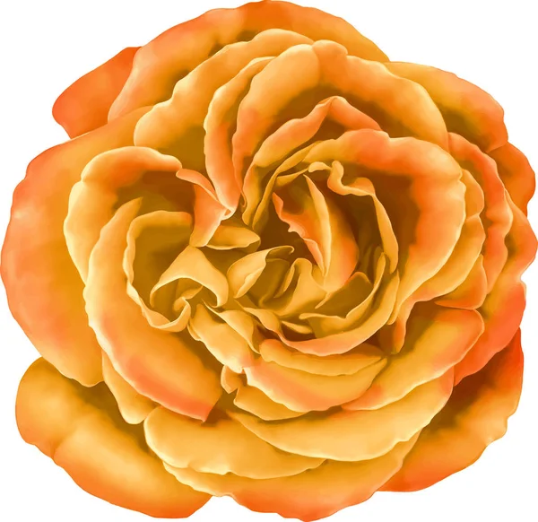 Güzel parlak pembe kırmızı gül çiçek