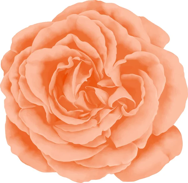 Piękny jasny różowy czerwony kwiat róży — Zdjęcie stockowe