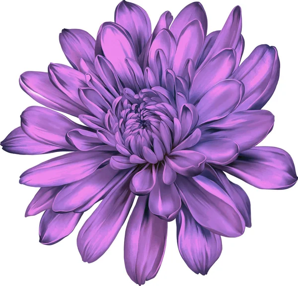 Mooie chrysant bloem — Stockfoto