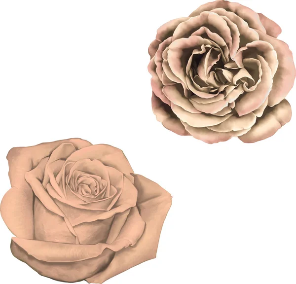 Hermosas flores de color beige brillante rosa — Foto de Stock