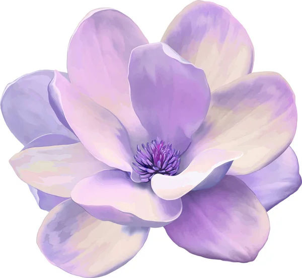 Primavera bel fiore di magnolia — Foto Stock