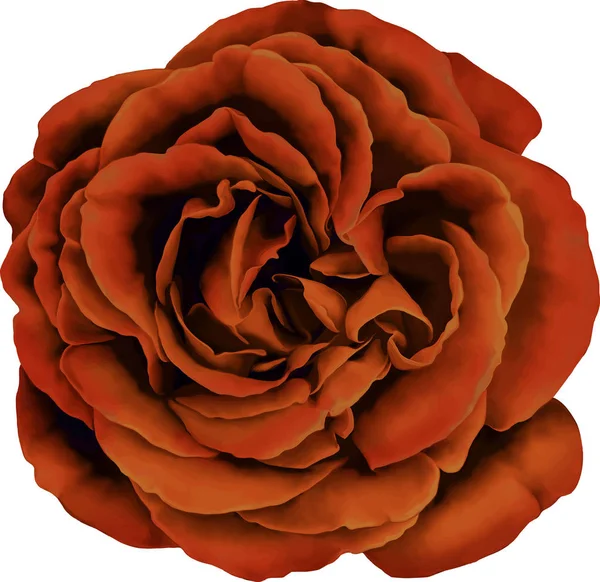 Gül çiçeği tomurcuk 