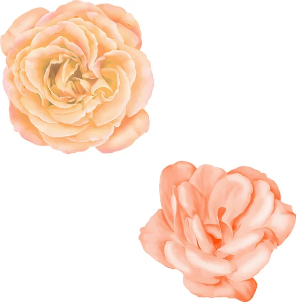 Camellia i kwiatów róży — Zdjęcie stockowe