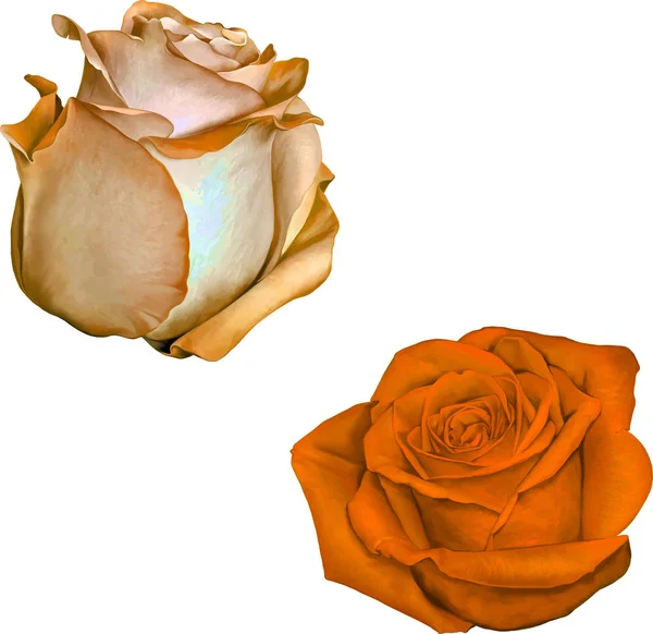 Krásné barevné oranžové růže květiny — Stock fotografie