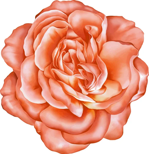 Capullo de flor rosa —  Fotos de Stock