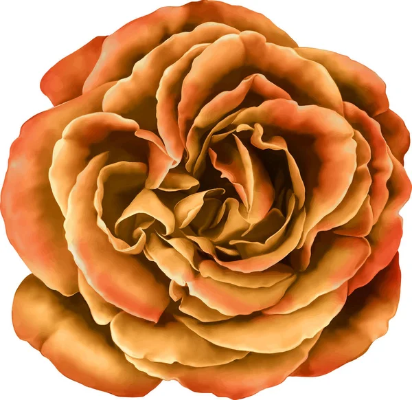 Flor de rosa laranja brilhante — Fotografia de Stock