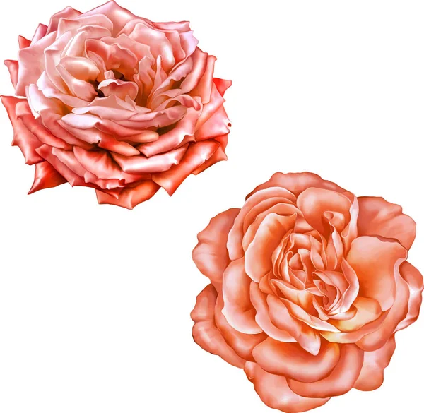 Gül çiçeği tomurcuk 