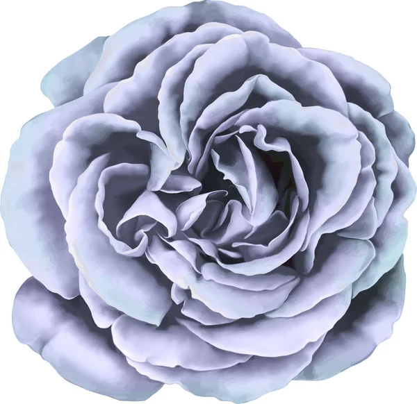 Gül çiçeği tomurcuk 