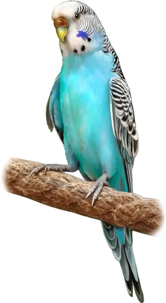 Mooie Parrot Macaw — Stockfoto