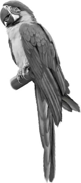 Papagaio preto e branco — Fotografia de Stock