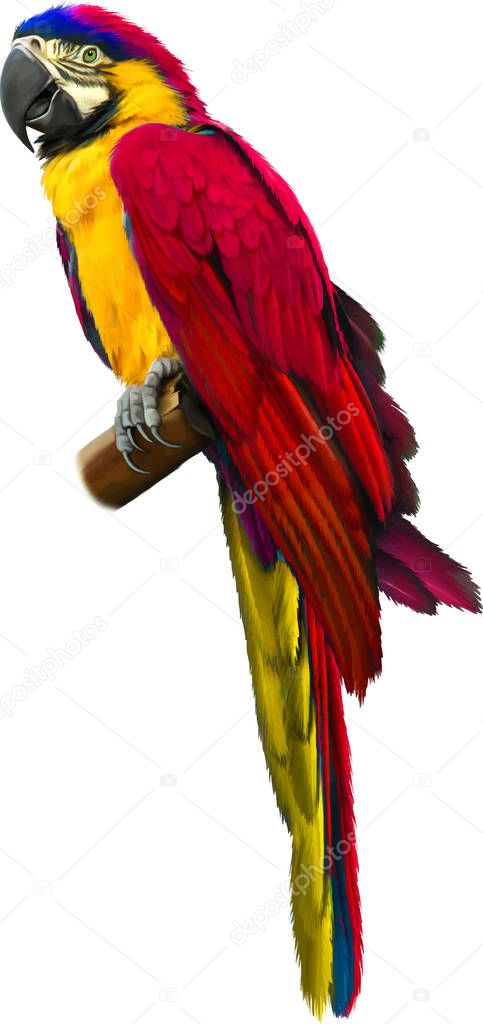 Colorful parrot macaw 